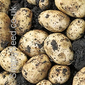 Carlingford Potato Seed